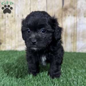 Cookie, Shih-Poo Puppy